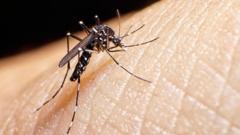 tiger-mosquitoes-behind-dengue-fever-rise-in-europe