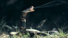 common-blood-thinning-drug-neutralises-cobra-venom