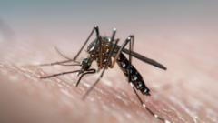 novel-way-to-beat-dengue:-deaf-mosquitoes-stop-having-sex